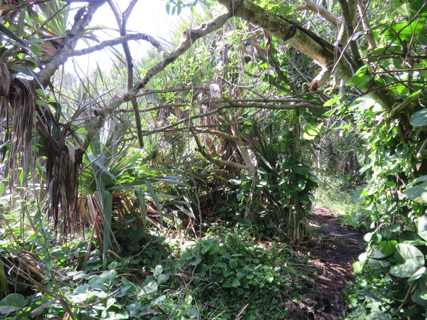 4 - Le sentier entre Cayenne et Piton Sainte-rose