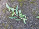 5 - Pied de ??? Lente