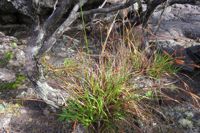 1 Carex