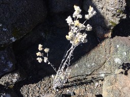 31 Laphangium luteoalbum - Gnaphale blanc jaunâtre - Asteraceae -