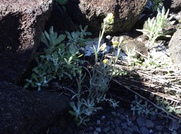 34 Laphangium luteoalbum - Gnaphale blanc jaunâtre - Asteraceae -