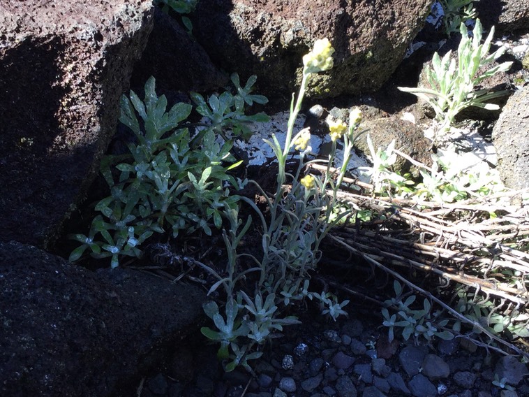 34 Laphangium luteoalbum - Gnaphale blanc jaunâtre - Asteraceae -