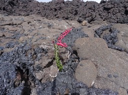 Agarista buxifolia au milieu de bombes en bouse de vache et proche de la nouvelle coulée