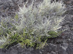 Branle blanc (hétérophyllie remarquable) - Stoebe passerinoides - ASTERACEAE  - Endémique Réunion