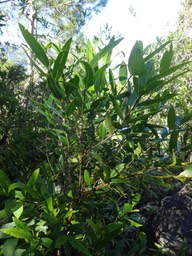 10 1 Olea lancea  Bois d'olive blanc Oleacee DSC09075