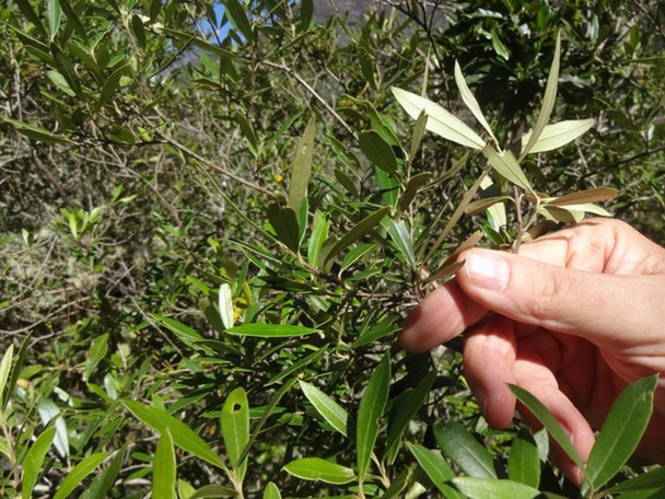 11 2 Olea europea Bois d'olive noir Oleacee face inf grise ou rouille DSC09083