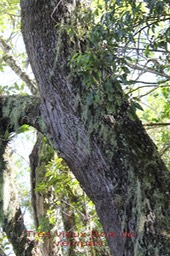 Agarista salicifolia très âgé