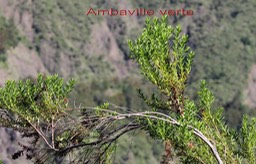 Ambaville verte - Hubertia ambavilla - Astéracée - B