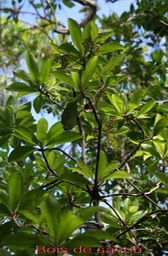 Badula barthesia