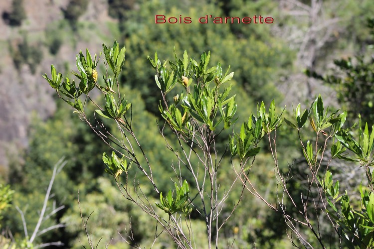 Bois d'arnette - Dodonea - - Sapindacée - I