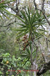 Bois de chandelle- Dracaena reflexa - Ruscacée - I