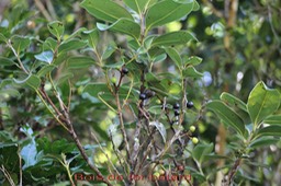 Bois de fer bâtard avec fruits