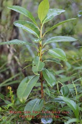 Bois de fer bâtard
