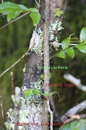 Bois de gaulette - Doratoxylon apetalum - Sapindacée - I