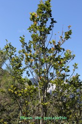 Bois de gaulette