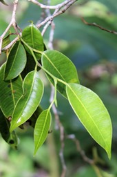 Bois de maman- Maillardia borbonica - Moracée - B