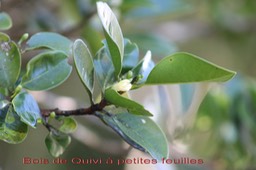 Bois de Quivi