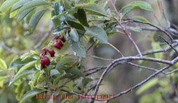 Bois de rempart - Agarista salicifolia - Ericacée - I