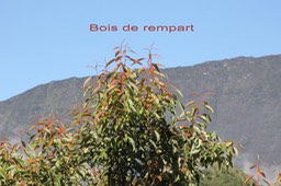 Bois de rempart