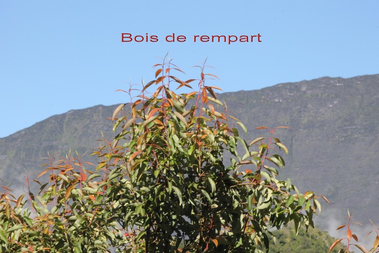 Bois de rempart