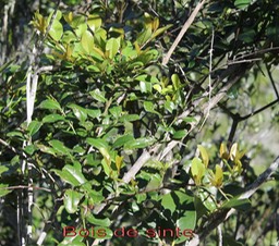 Bois de sinte - Scutia myrtina - Rhamnacée - I