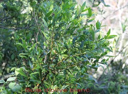 Bois d'olive blanc - Olea lancea - Oleacée - I