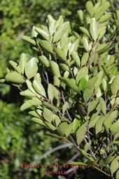 Bois d'olive gros peau