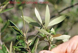 Bois d'olive noir
