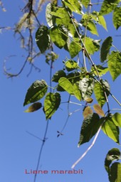 Liane marabit - Clematis mauritiana - Ranunculacée - I