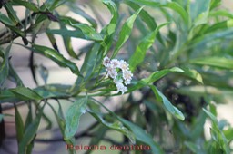 Ti-mangue ou Bois collant - Psiadia dentata - Astéracée - B
