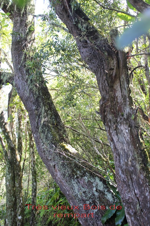 Très vieux Bois de rempart