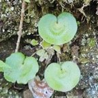 Adiantum reniforme Fougere tam tam Pteridaceae Indigene La Reunion 17.jpeg