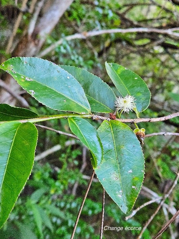  Aphloia theiformis Change e?corce Ap hloiceae Indigène La Réunion 09.jpeg