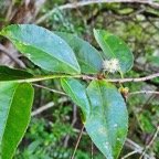  Aphloia theiformis Change e?corce Ap hloiceae Indigène La Réunion 09.jpeg