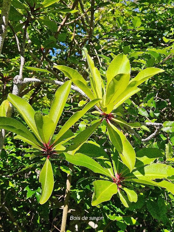  Badula barthesia Bois de savon Primu laceae Endémique La Réunion 40.jpeg