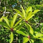  Badula barthesia Bois de savon Primu laceae Endémique La Réunion 40.jpeg