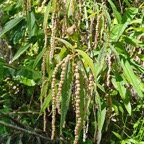  Boehmeria penduliflora Bois de chapelet Urticaceae Amphinaturalisé 41.jpeg