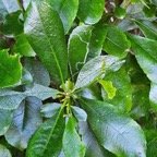  Claoxylon parviflorum Petit Bois d'oiseaux E uphorbiaceae Endémique Mascareignes 915.jpeg