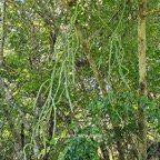  Cynanchum viminale Liane sans feuille A pocynaceae Indigène La Réunion 42.jpeg