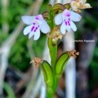  Cynorkis frappieri Orchidaceae  Endémique La Réunion 17.jpeg