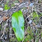  Cynorkis purpurascens Orchidace ae Indigène La Réunion 24.jpeg