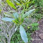  Dodonaea viscosa Bois d'arnette Sapi ndaceae Indigène La Réunion 56.jpeg