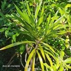  Dracaena reflexa Bois de chandelle Asp aragaceae Indigène La Réunion 43.jpeg