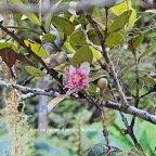 Eugenia buxifolia Bois de nèfles à petites feuilles Myrtaceae  Endémique La Réunion 31.jpeg
