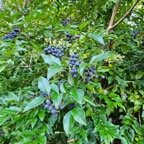 Ligustrum ovalifolium Troe?ne d e Californie Oleaceae E E 3.jpeg