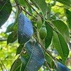  Maillardia borbonica Bois de maman  M oraceae Endémique La Réunion 53.jpeg