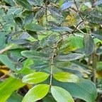  Memecylon confusum Bois de balai Melast omataceae Endémique La Réunion 608.jpeg