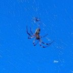  Nephila inaurata Bibe Araneidae 25.jpeg