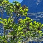  Nuxia verticillata Bois maigre Stilbacea e Endémique La Réunion, Maurice 17.jpeg