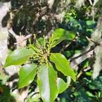  Ocotea obtusata Cannelle marron Lauraceae Endémique La Réunion, Maurice 14.jpeg